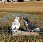 5 Best Pigeon Traps That Are Effective & Safe