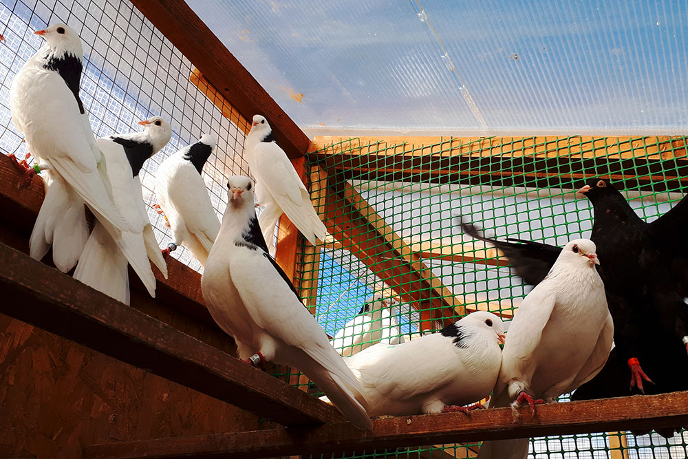 How To Create An Aviary For Rescued Pigeons (Or Doves) - NE Pigeon