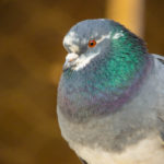 Giant Runt Pigeon: Breed Guide