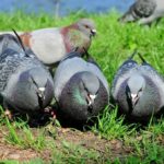 Pigeon And Dove Birth Control