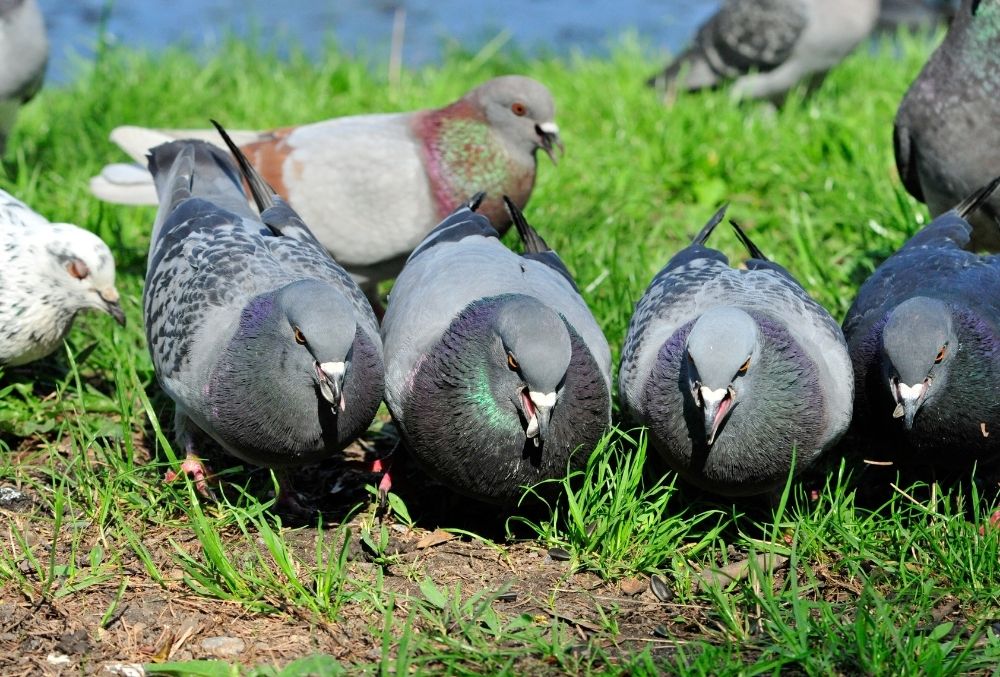 Pigeons and doves birth control