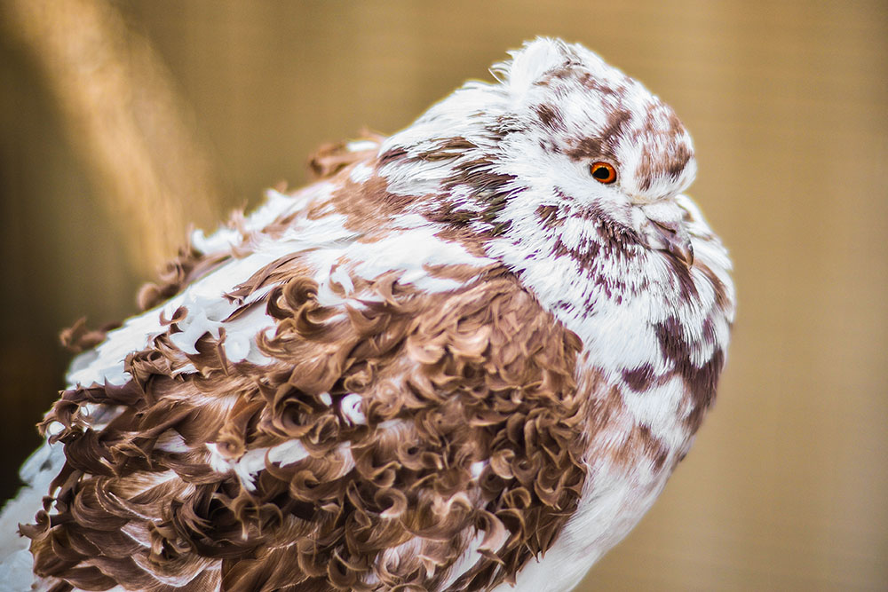 The Frillback Pigeon- Breed Guide