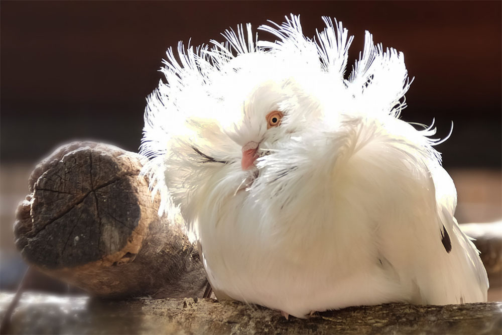 White Jacobin Pigeon