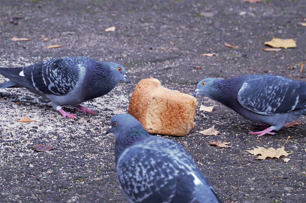 What Do Pigeons Eat - Pigeon Food Guide - NE Pigeon Supplies