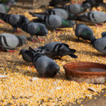 What Do Pigeons Eat - Pigeon Food Guide