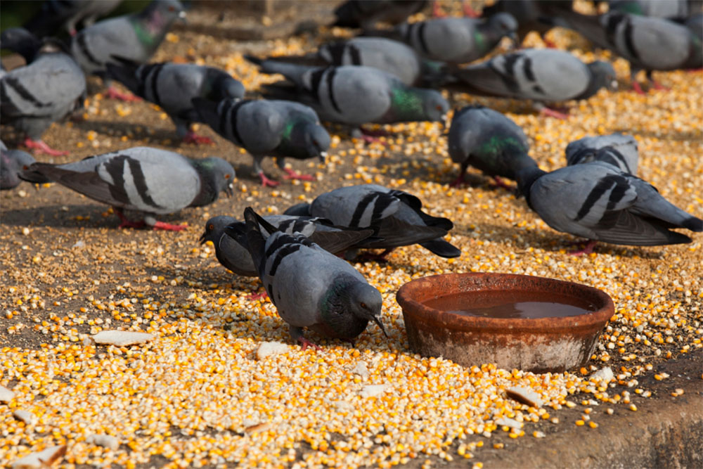 What Do Pigeons Eat - Pigeon Food Guide