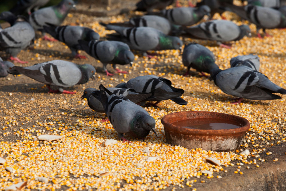 pigeons eating food