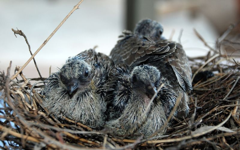 three squabs or young pigeon on their nest