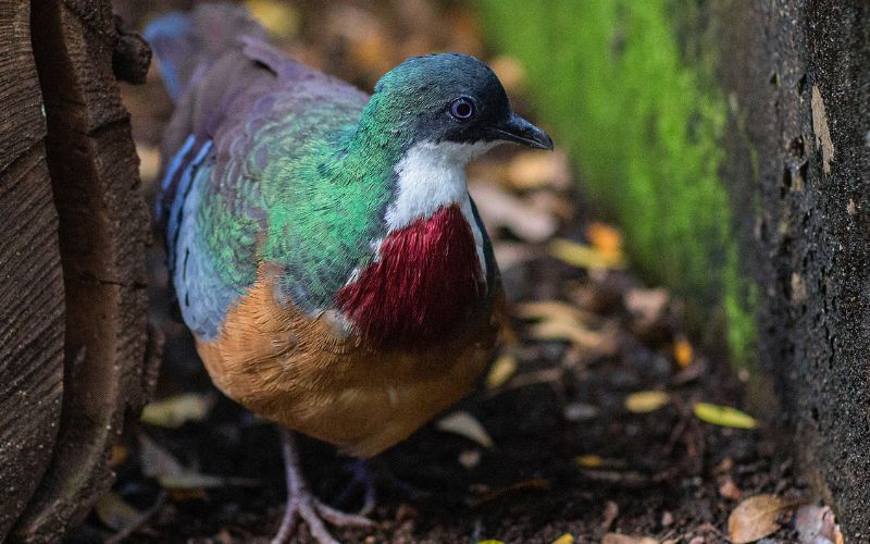 A colorful dove or pigeon on the ground