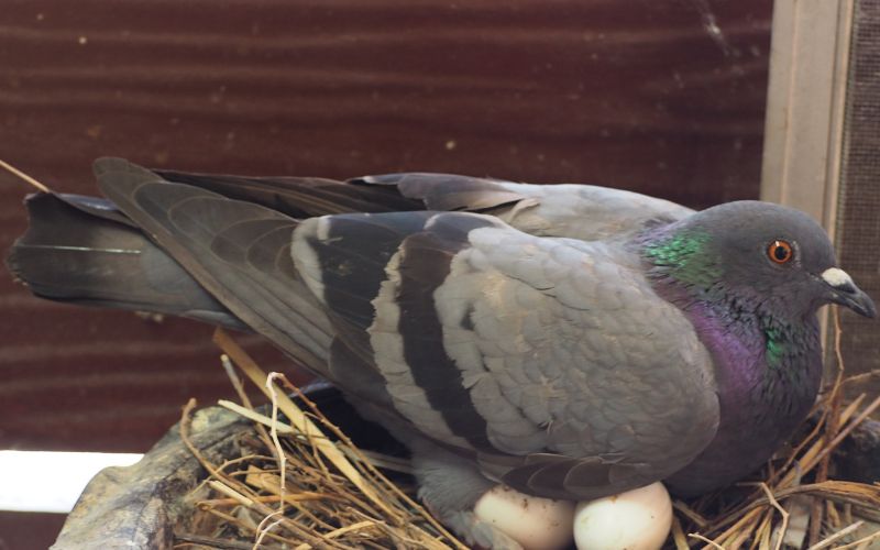 A Pigeon on the nest with the eggs underneath 