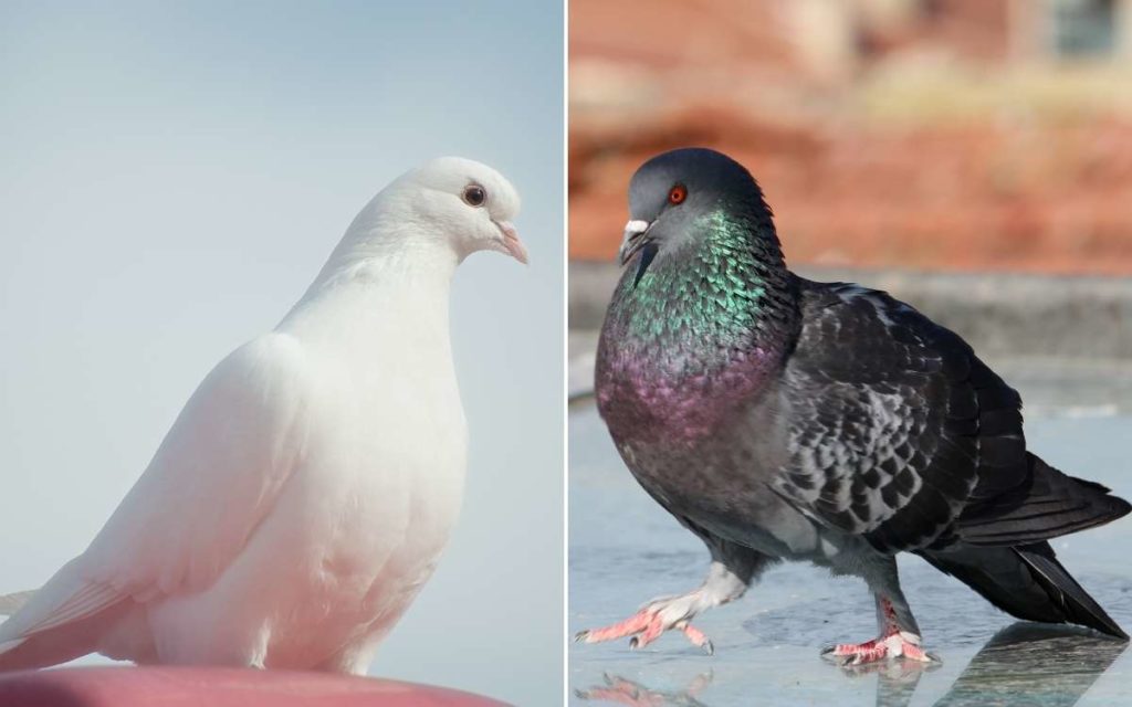 Photo of a white dove and a colorful pigeon