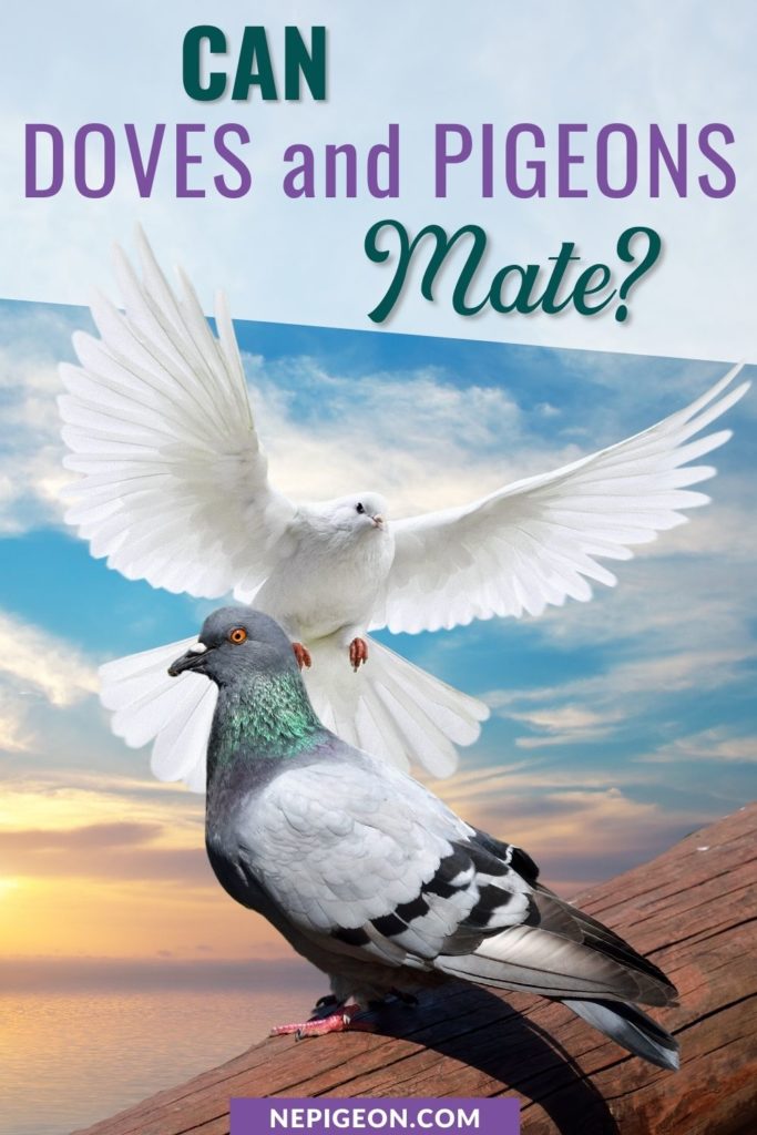 A white dove flying with its wings spread wide and a pigeon perched on a log with text overlays that read Can Doves and Pigeons Mate