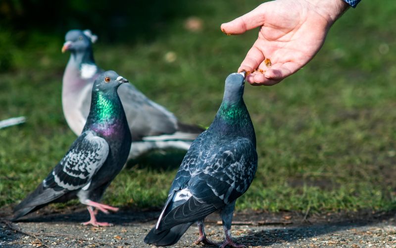 A hand feeding the pigeons on the ground and the reason why they keep coming back.