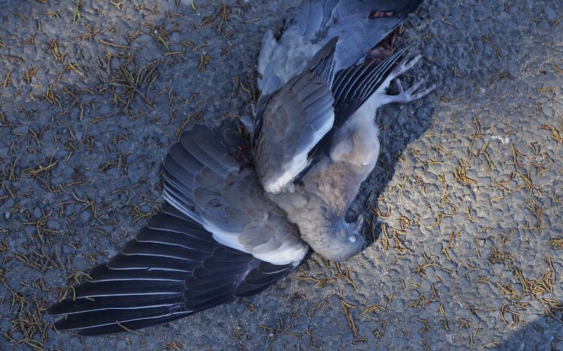 Photo of a dead pigeon on the ground