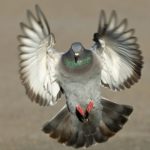 Why Do Pigeons Keep Coming Back?
