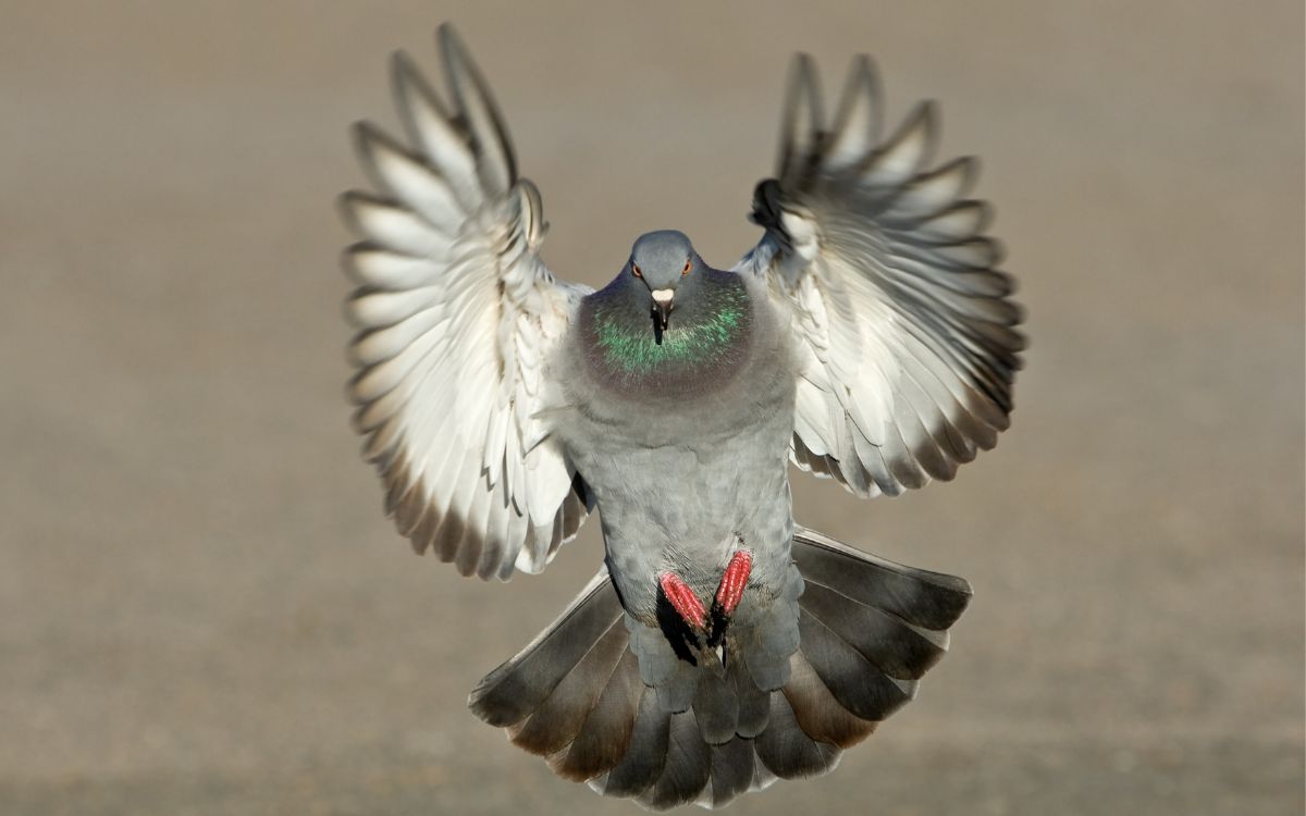 A pigeon flying and coming back down in front view