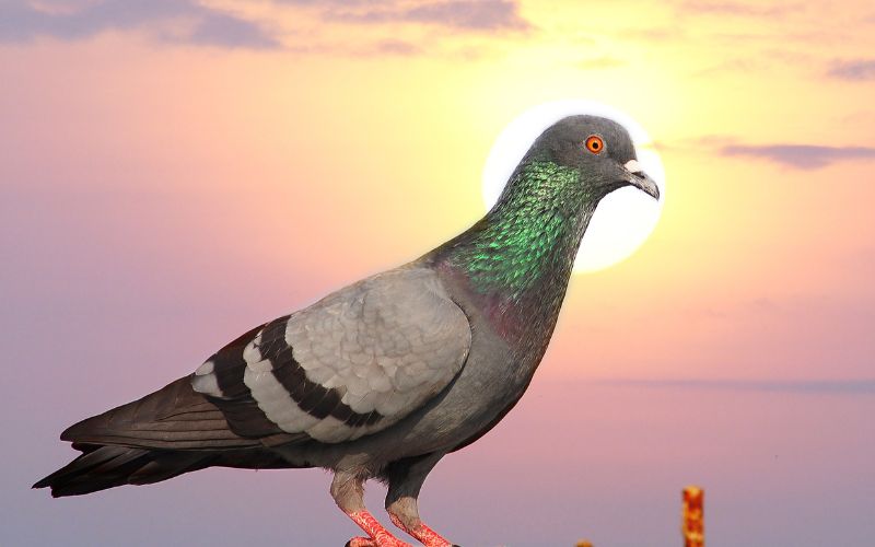 A pigeon standing on its side