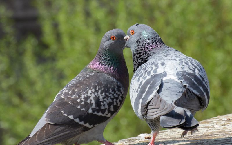 A couple pigeon with their beaks on each other