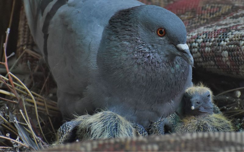A pigeon with its baby pigeons in a nest