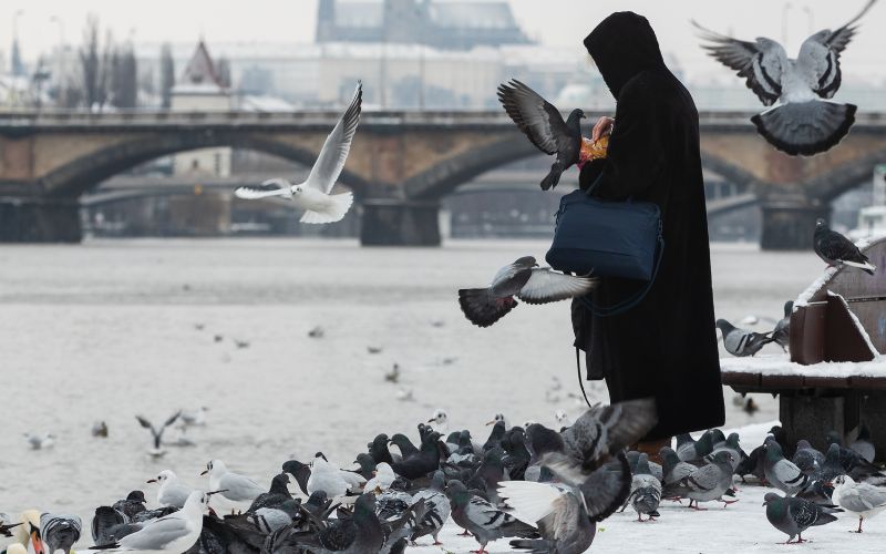 A person in black clothing  surrounded with pigeons 