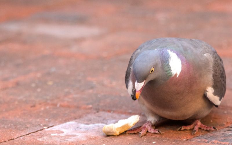 A pigeon on a red pavement looking at the food