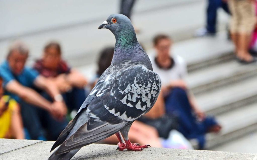 A pigeon on  a brick wall looking over some humans sitting on a concrete stair
