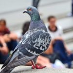 Do Pigeons Like Humans?