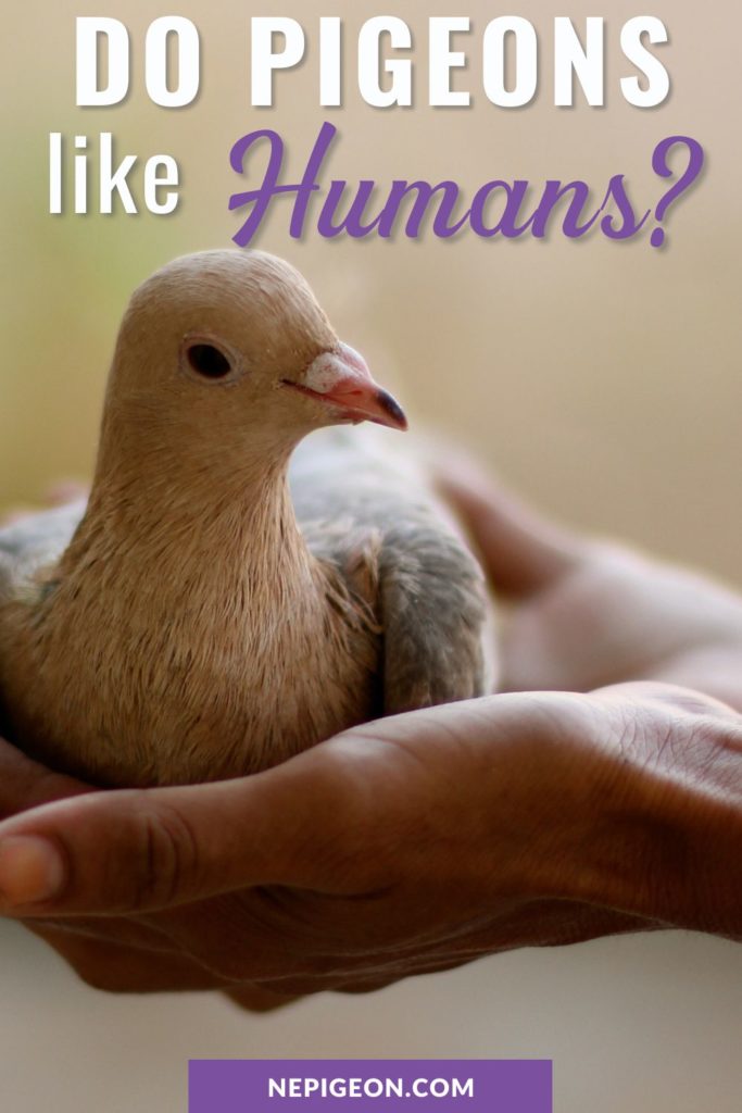 A young pigeon in a hand with text overlay that reads Do Pigeons like humans