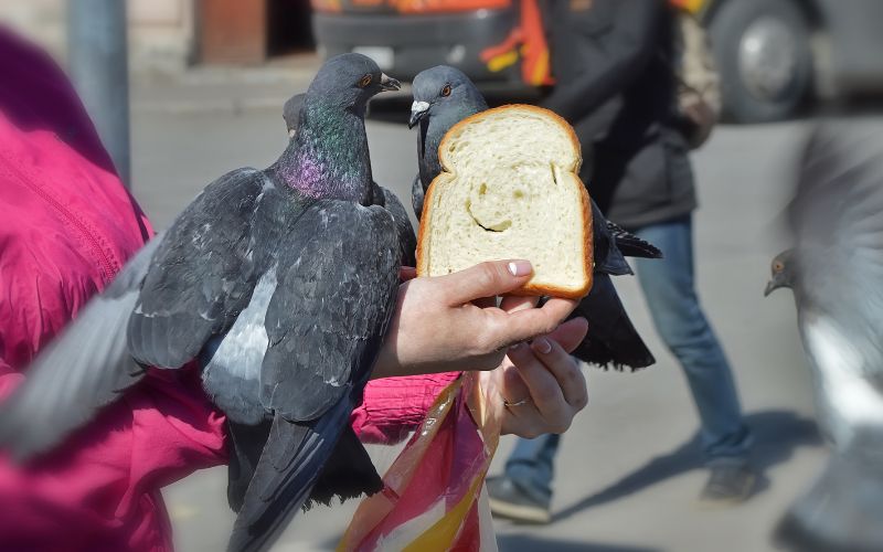 Pigeons seem to remember the person and not afraid to perch on the arms that hold a bread