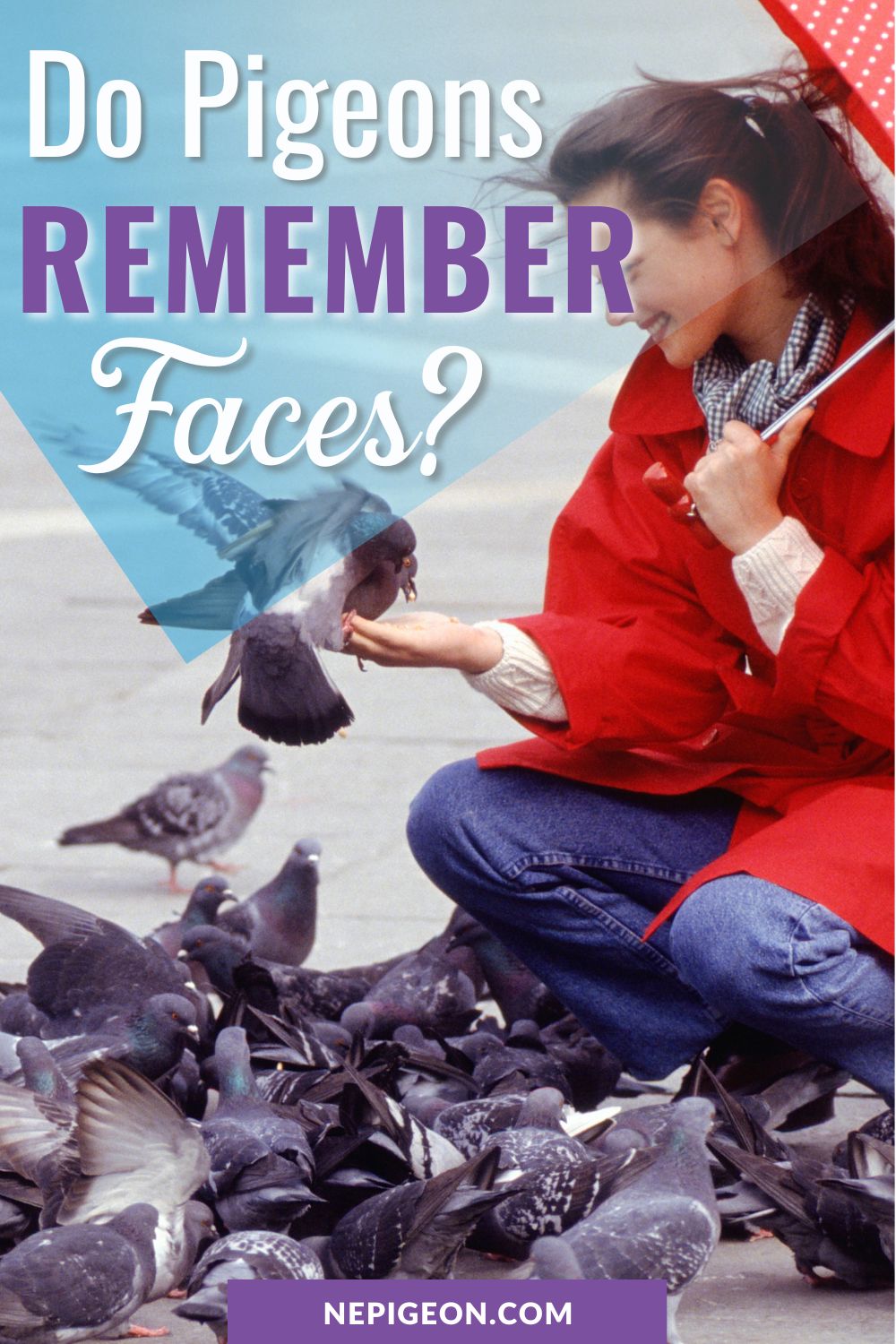 A woman in red squatting in front of the pigeons with text overlays that read Do Pigeons Remember Faces