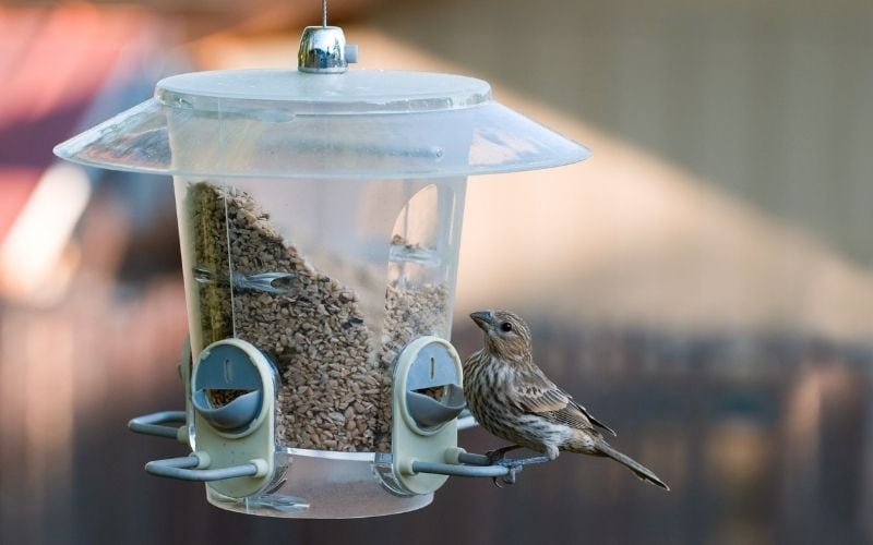 Picture of a hanging bird feeder with bird feeds and a bird and keeping them away from the porch