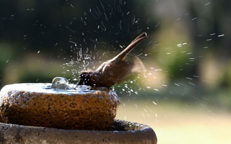 Photo of a bird on a birdbath filled with water placed away from porch
