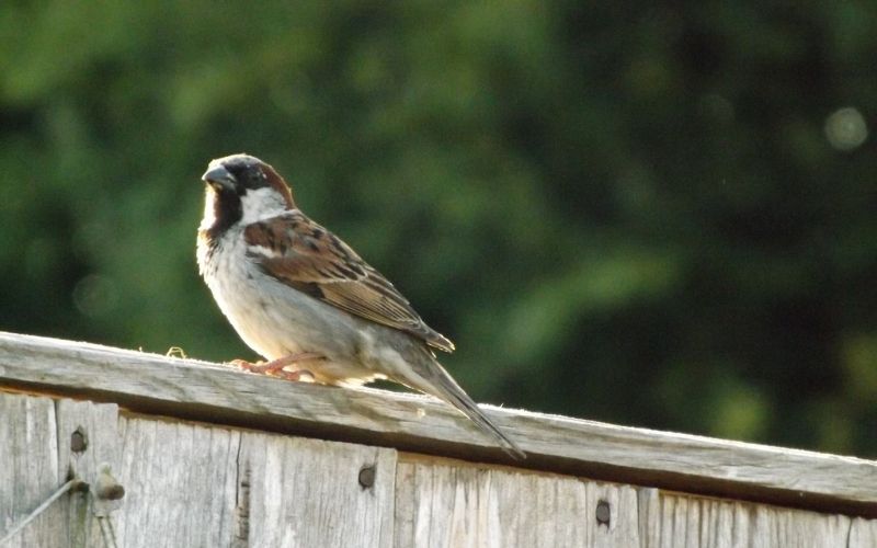 Photo of a small bird sitting on a wooden fence 