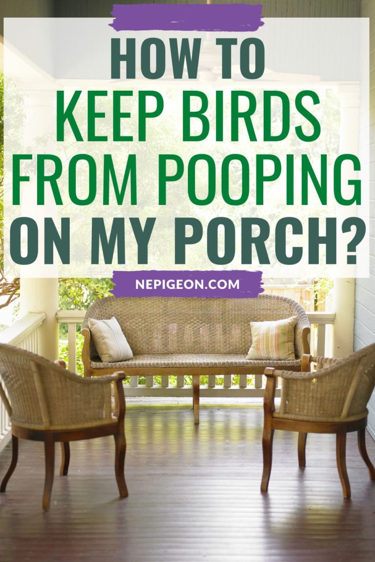 How to Keep Birds From Pooping on My Porch 14 Ways