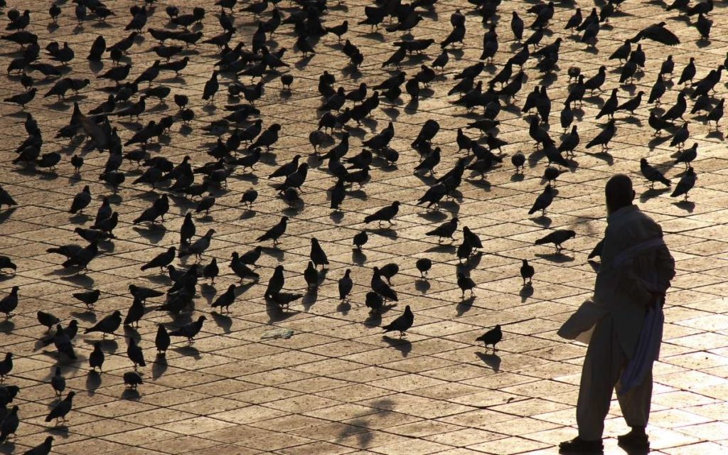 Photo showing many pigeons in a paved area and a person overseeing the birds 