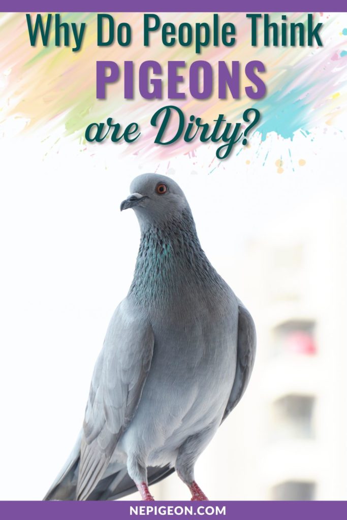 A pigeon standing with white background and text overlays that read Why Do People Think Pigeons Are Dirty ?